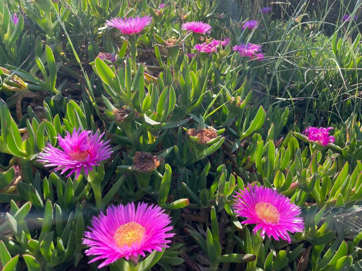 Appartamento In Villa Con Giardino Vicino Al Mare Bella Farnia Buitenkant foto